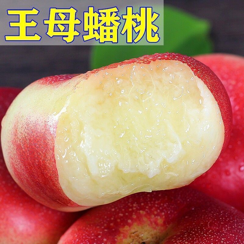 正宗王母蟠桃树苗嫁接蟠桃树苗南方北方种植丰产当年结果苗易成活