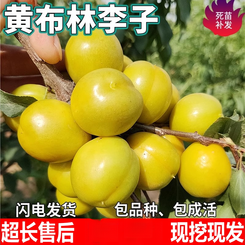 黄布林李子果树苗南北方地栽庭院阳台盆栽种植大果嫁接苗当年结果