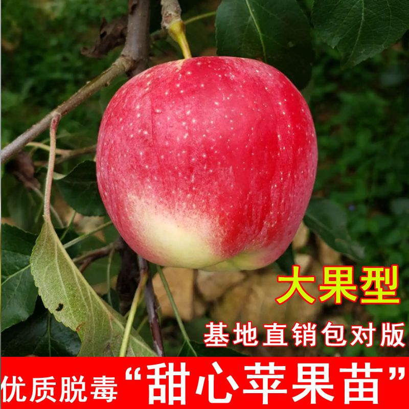 新西兰甜心苹果树苗嫁接爱妃苹果苗盆地栽北南方庭院种植当年结果