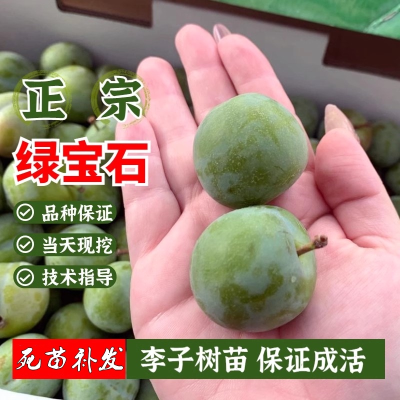 新西兰绿宝石李子树苗嫁接南北方晚熟脱骨青脆李子苗盆栽地栽包活
