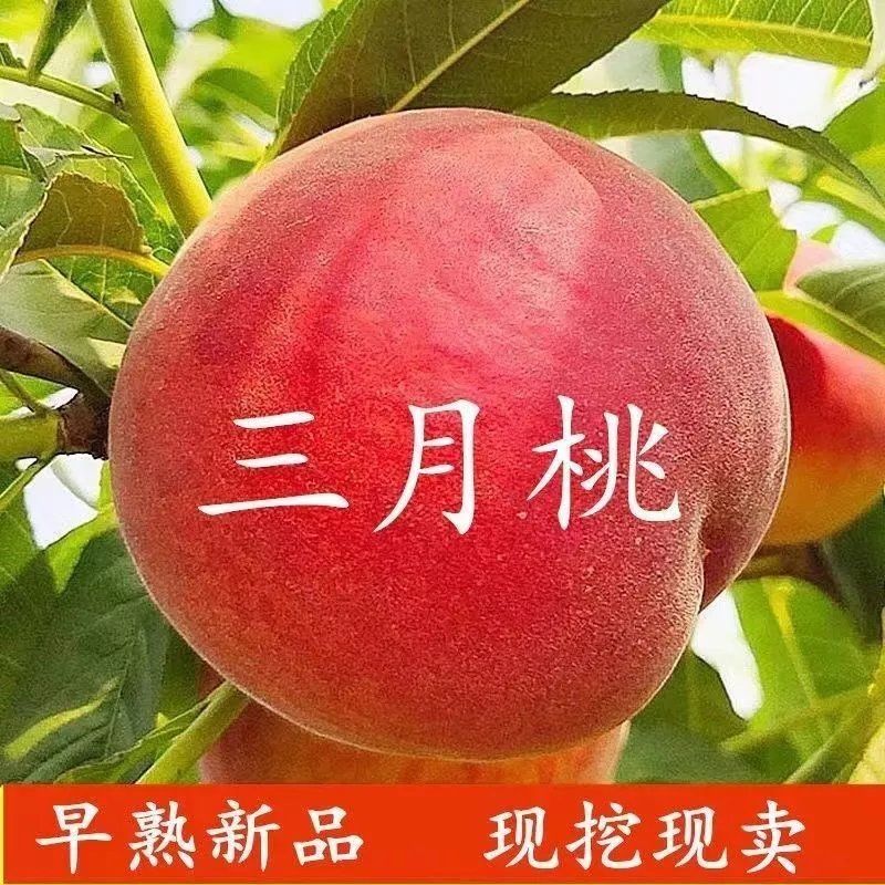 特早熟新品种嫁接桃树苗三月醉南北种植桃苗离核香甜三月下旬成熟