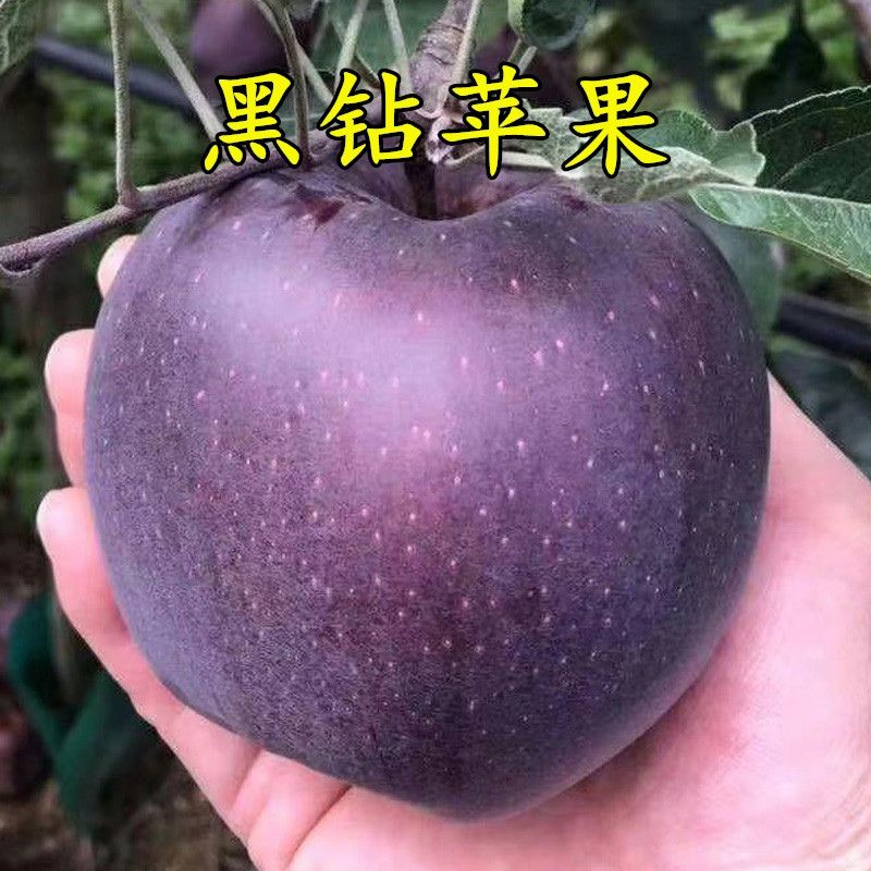 稀有新品种云南黑卡苹果小苗黑钻苹果树苗紫黑嘎啦脆甜苹果苗包活