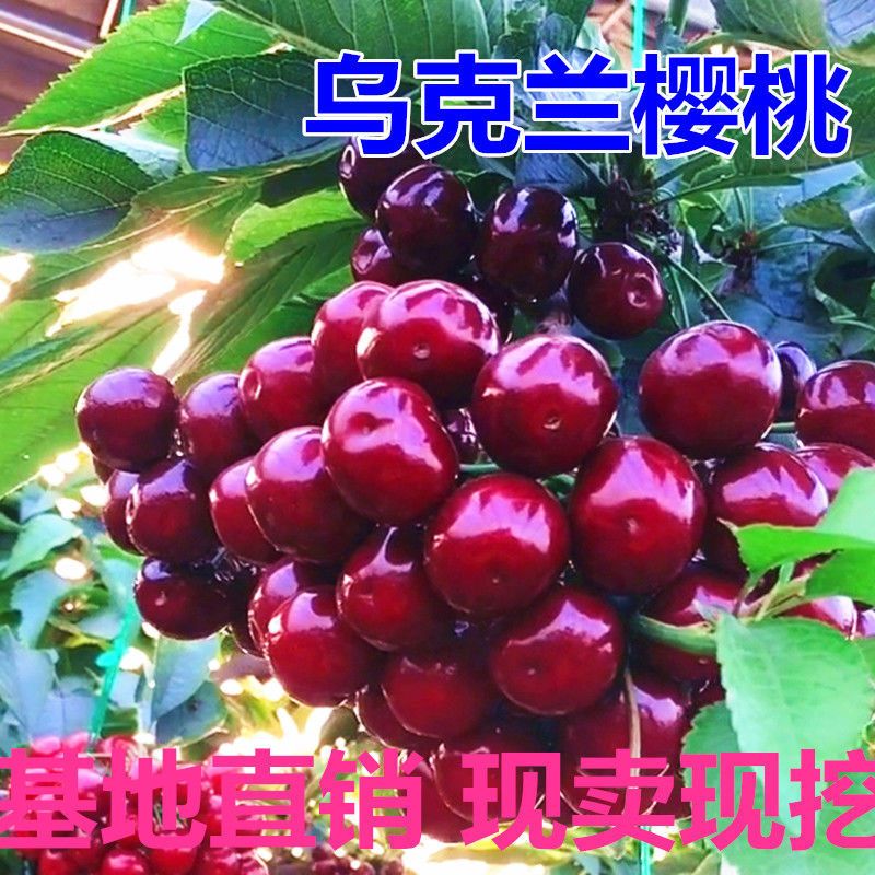 乌克兰大樱桃树苗嫁接樱桃苗当年结果南北方种植阳台庭院盆栽地栽