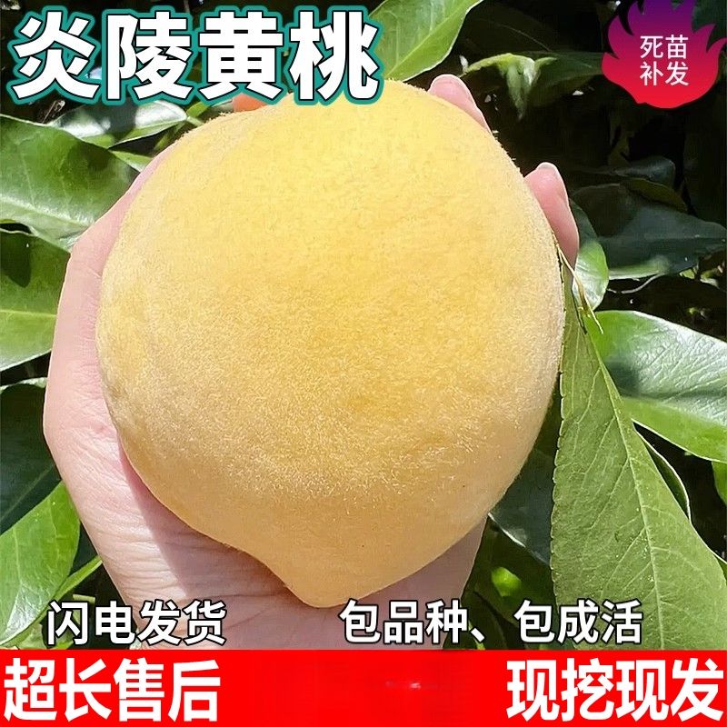 炎陵黄桃果树苗南北方地栽庭院阳台盆栽种植特大果嫁接苗当年结果