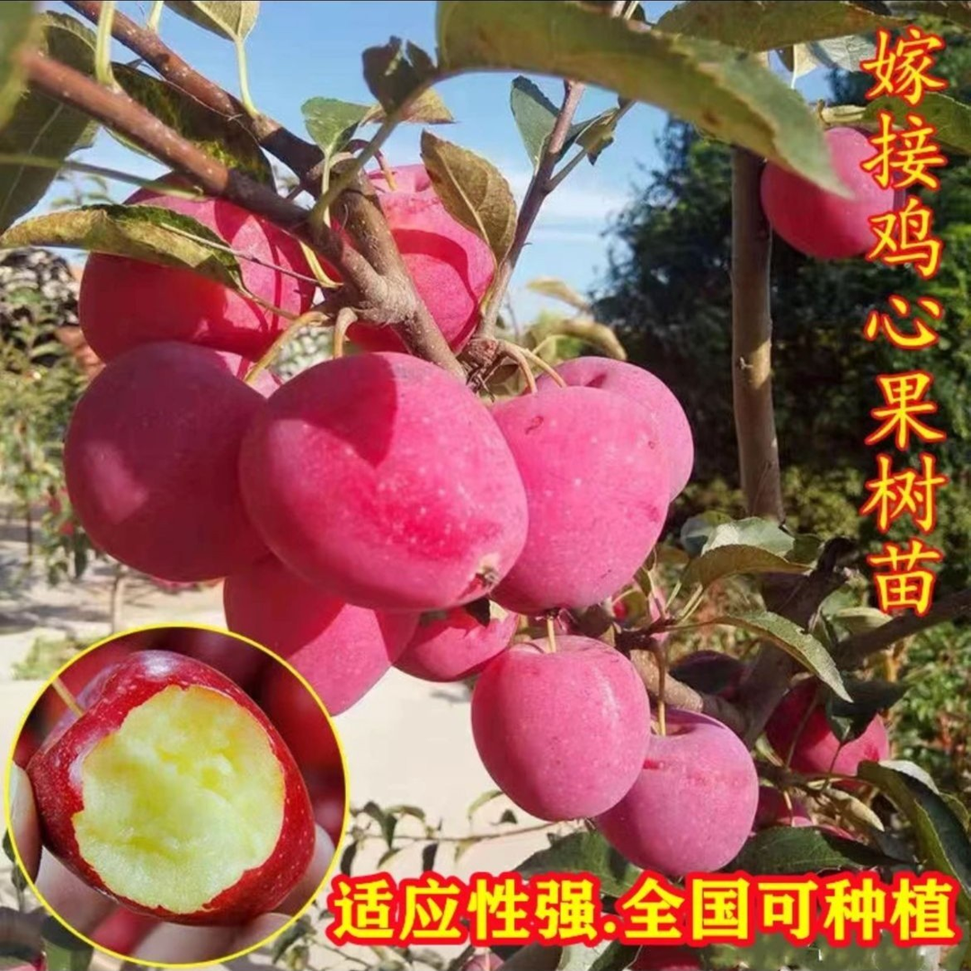 东北耐寒鸡心果树苗盆栽南北方种植庭院地栽矮化苹果树苗当年结果