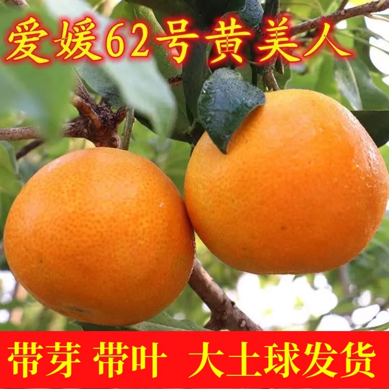 爱媛62号黄美人桔子柑橘苗黄美人橘子果树苗正宗四川嫁接柑橘树苗
