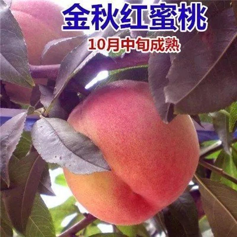 金秋红蜜桃水蜜桃树苗嫁接桃树苗甜脆桃子树苗南方北方四季种植