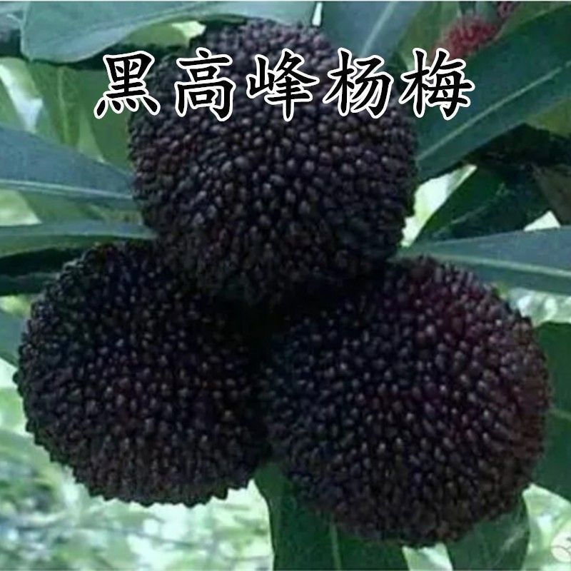 台湾黑高峰杨梅苗 比东魁杨梅早熟的杨梅 嫁接大果黑杨梅当年结果