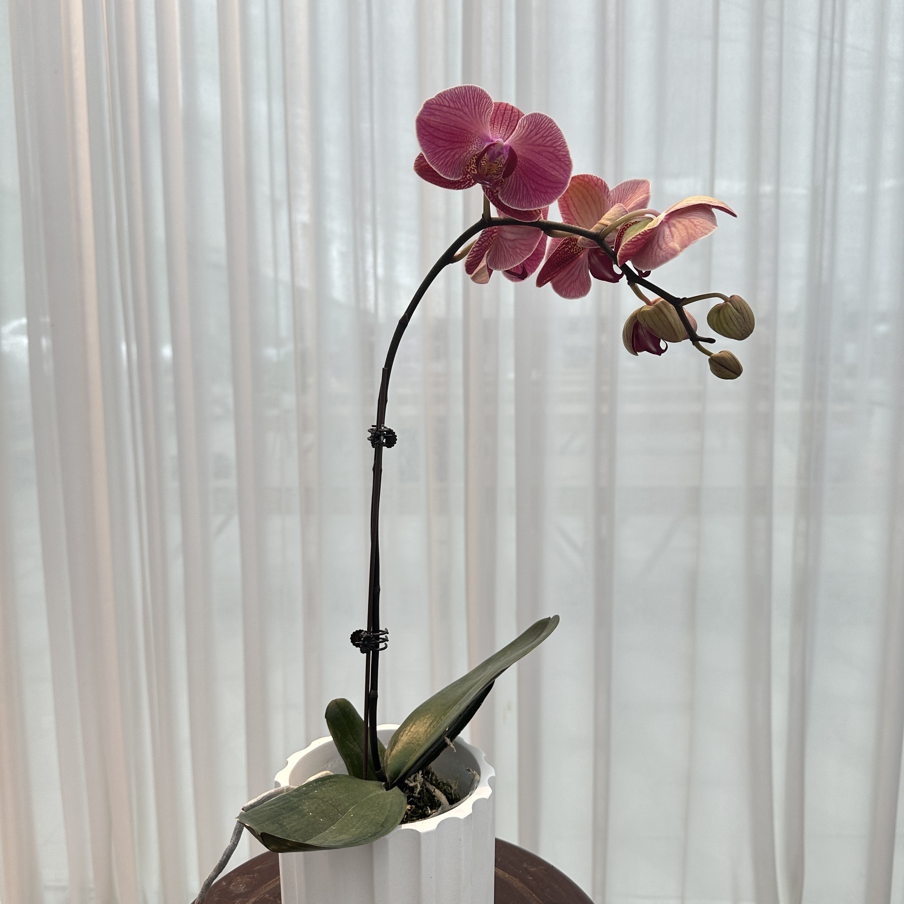 花大王【炬宝橘子】带花带花苞发货  3.0寸单花剑蝴蝶兰