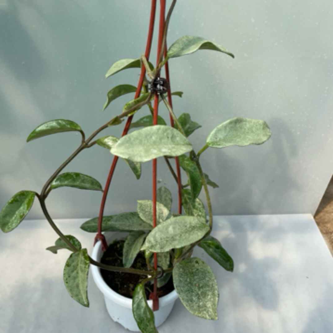 新灰鬼球兰/雪花鬼球兰 (Hoya Carnosa Nova Ghost) 高斑珍稀品种