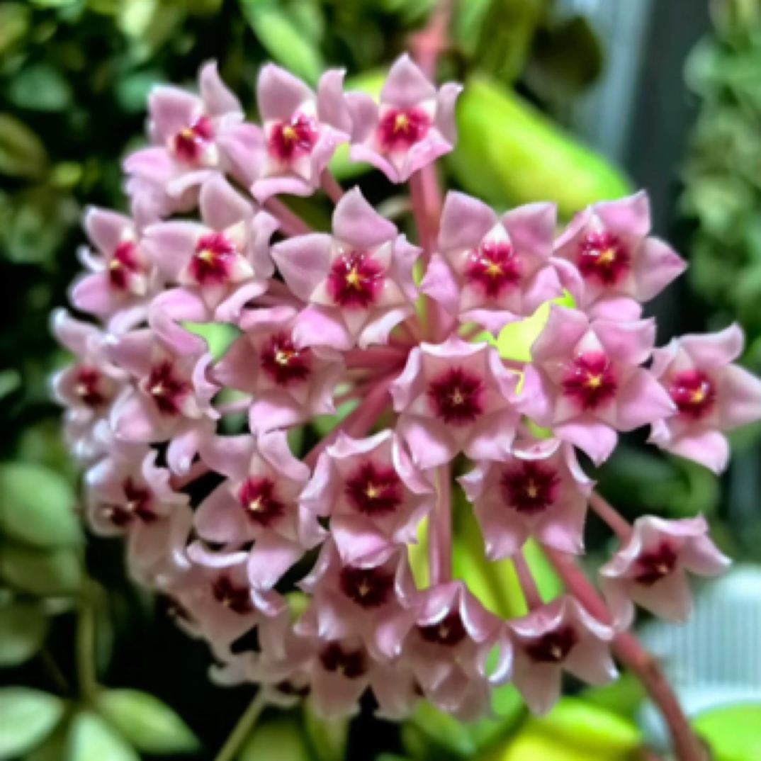 绿叶内锦球兰Hoya carnosa variegata 卧室阳台净化空气 爬藤植物