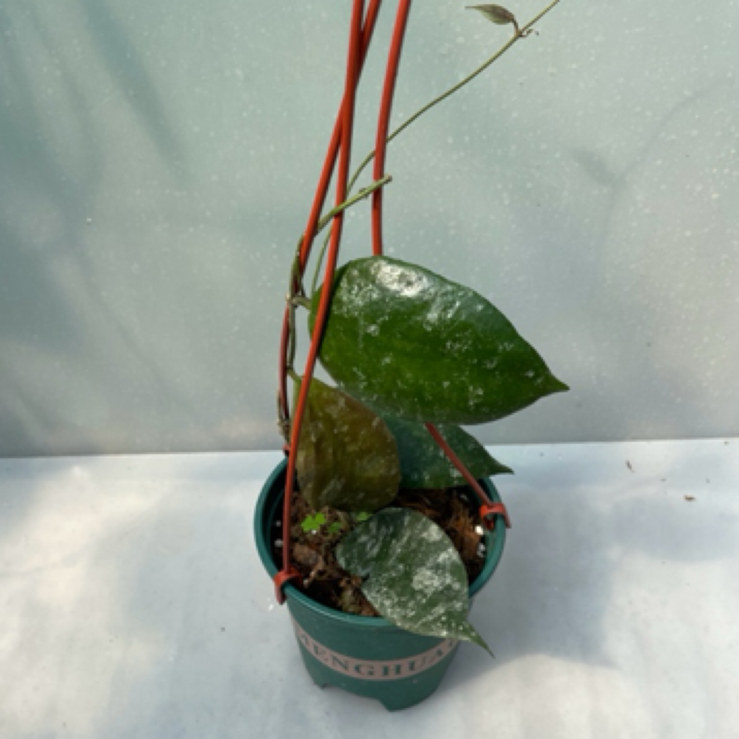 尾状青铜器球兰(Hoya Caudata SSP. Sumatra) 硬质复古叶片易变红