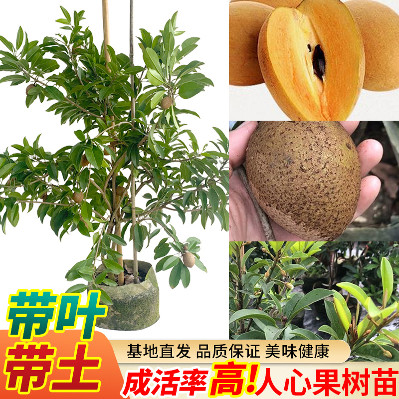 四季人心果树苗当年结果苗庭院开花盆栽地栽南方种人心果苗耐寒