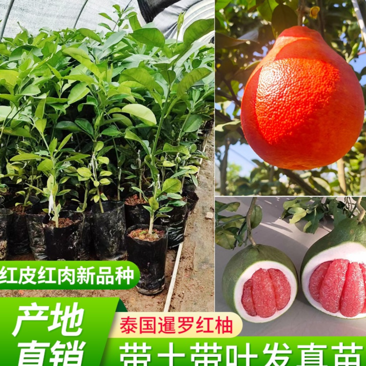 沙田柚泰国红宝石青柚越南青柚果红心白心三红蜜柚嫁接苗盆栽地栽