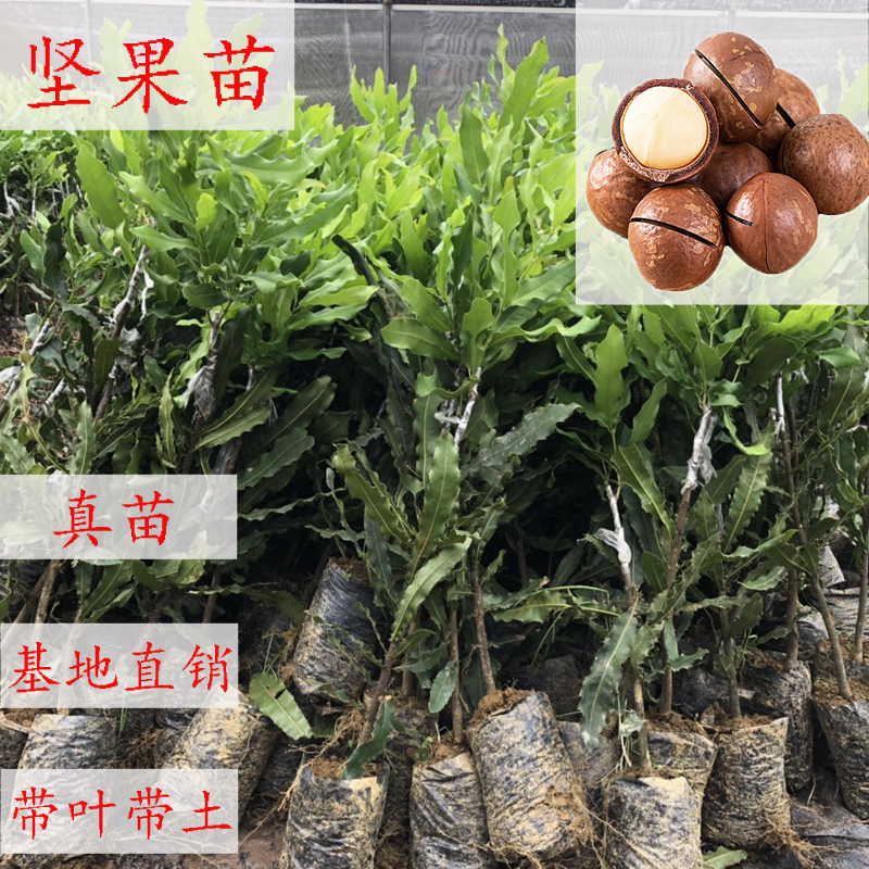 澳洲坚果苗夏威夷果树苗嫁接桂热一号苗盆栽地栽带土发货成活北方