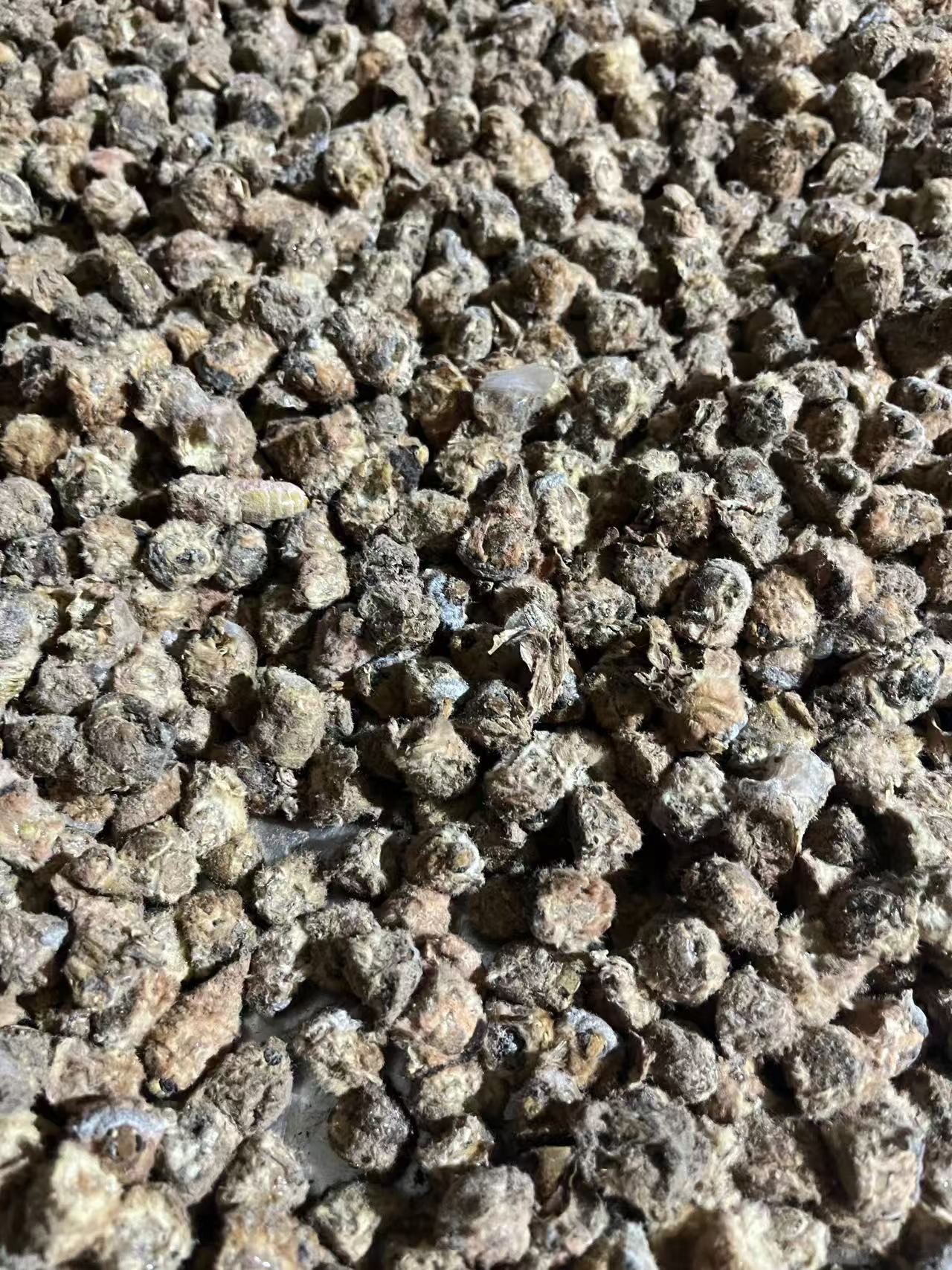 蚕蛾头东北特产新鲜蚕娥未脱毛蚕蛾头活体速冻