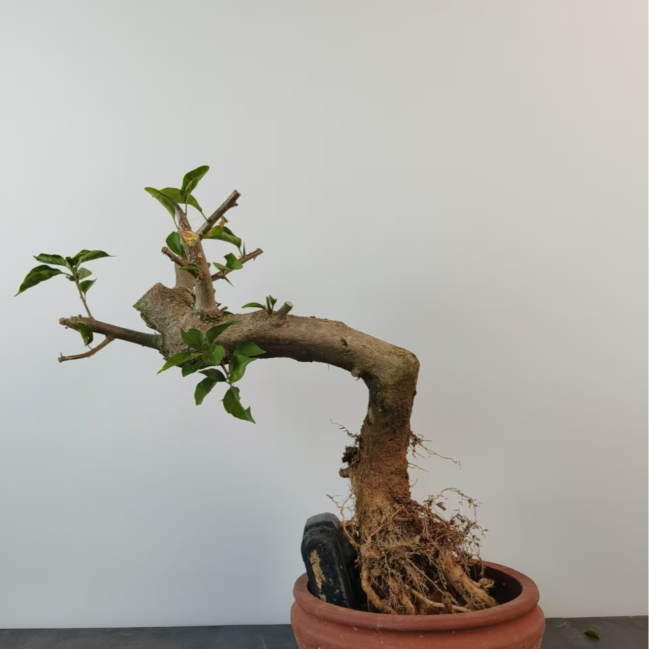 三角梅老桩一物一拍