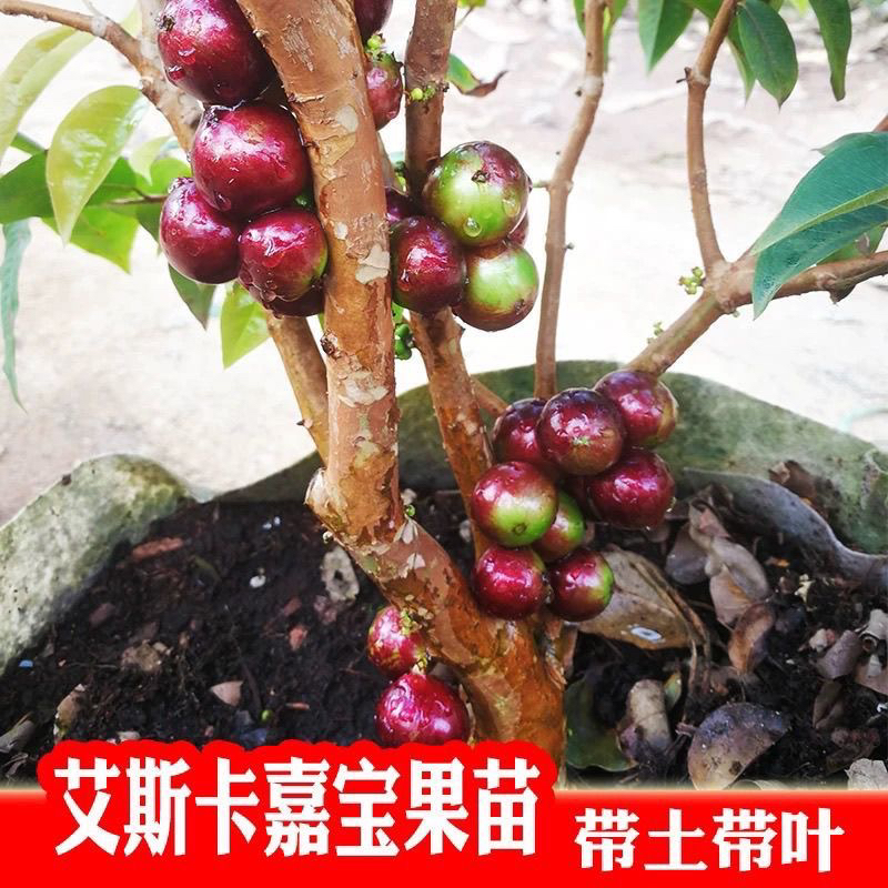 正品四季结果嘉宝果树葡萄艾斯卡嘉宝果树南北种植盆栽庭院当年