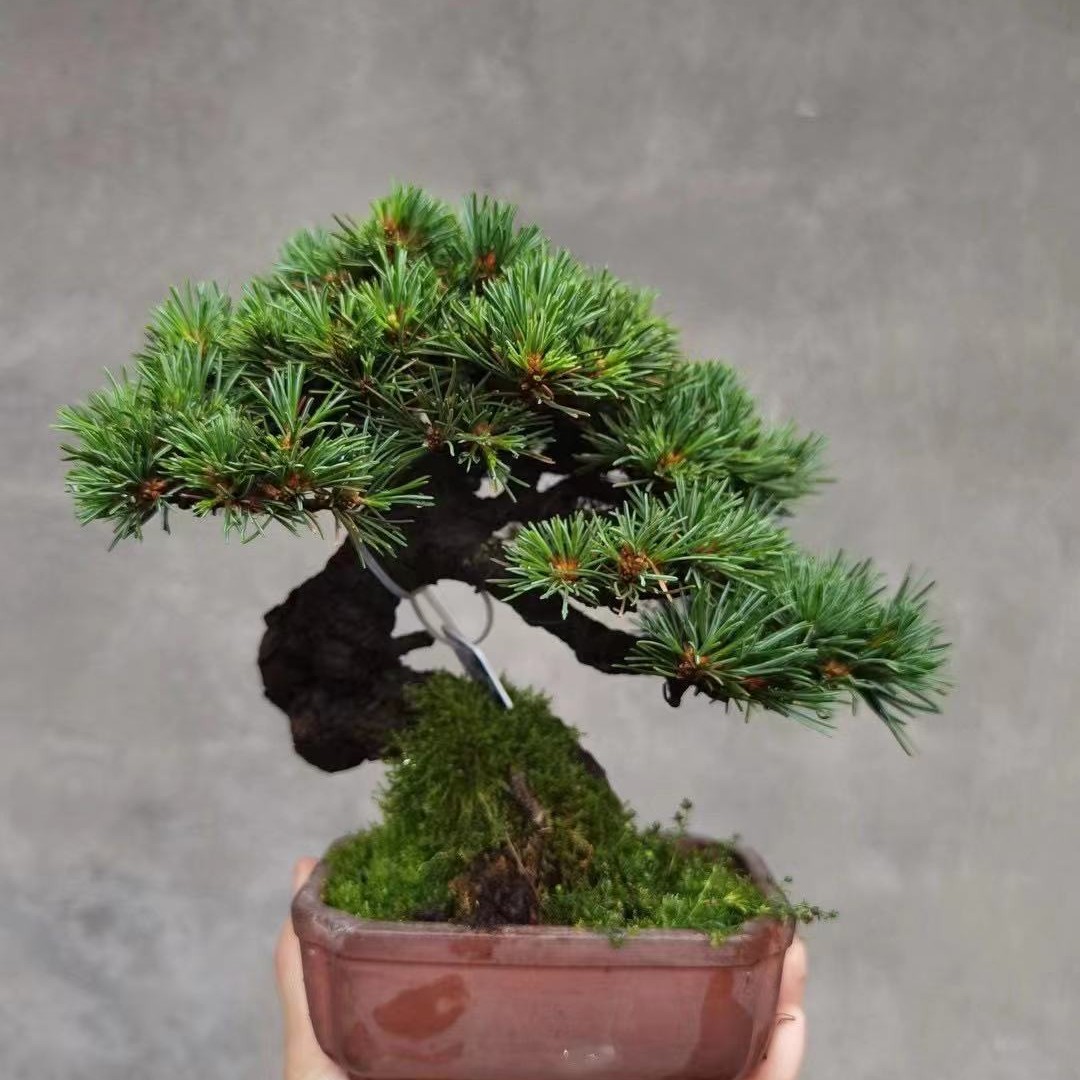 高端盆景精品松柏盆景造型造景庭院别墅景观