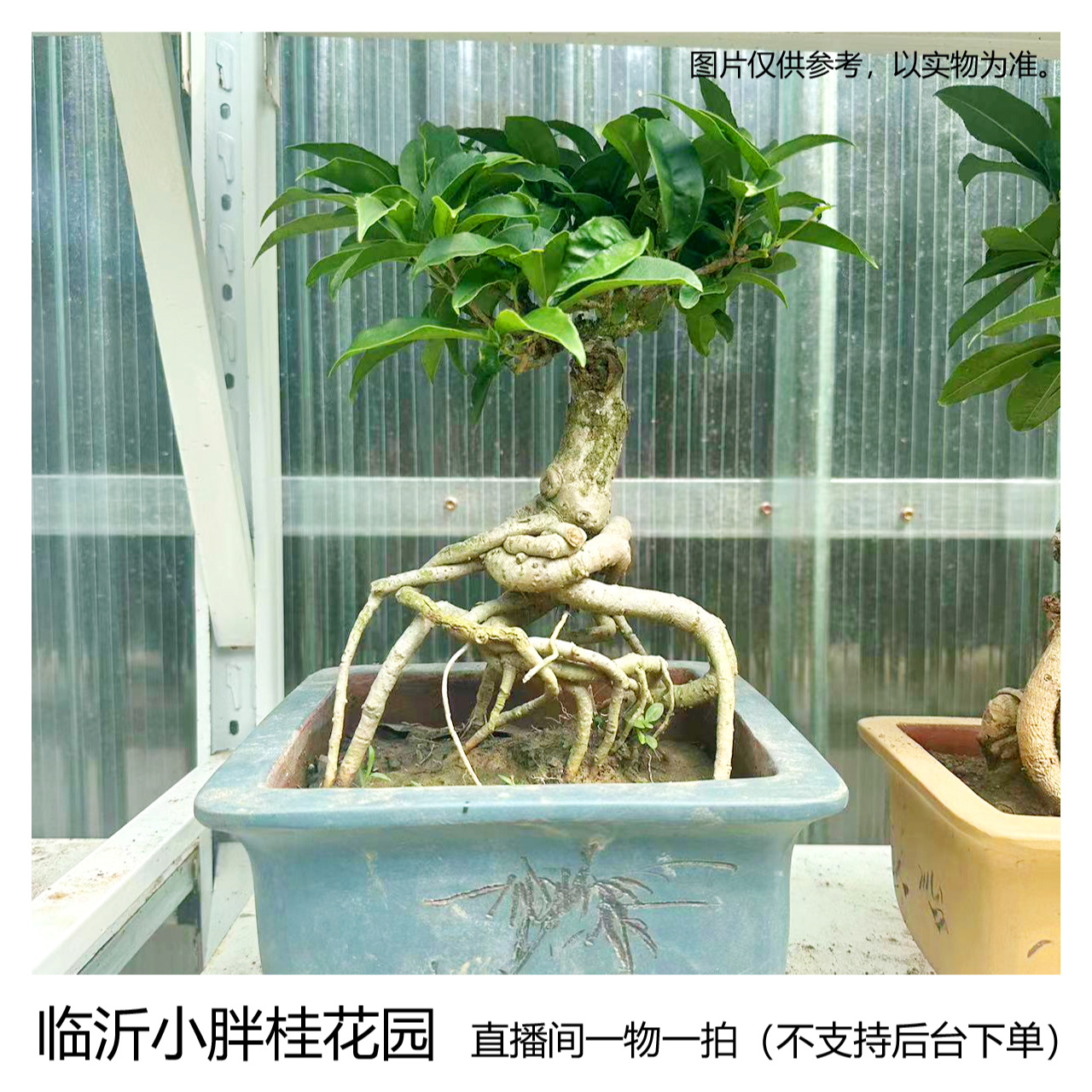 【一物一拍105-300发出不退谨慎下单！】老桩桂花盆景室内外盆栽地栽