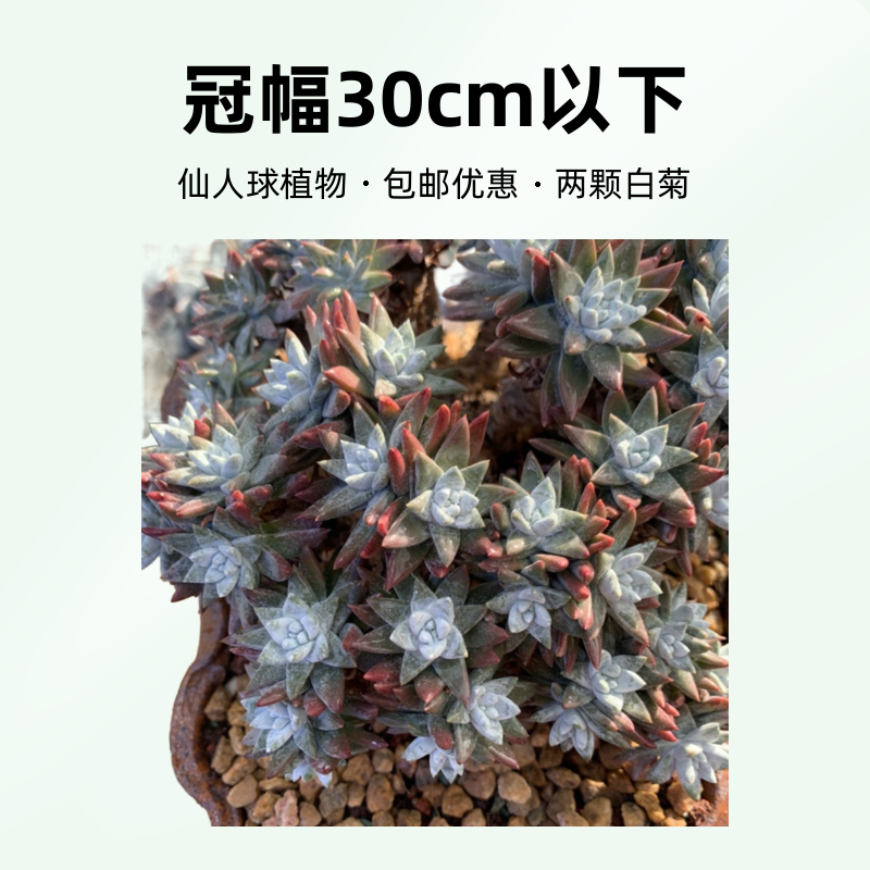 两颗白菊20头以上（拍一发二到手两颗）