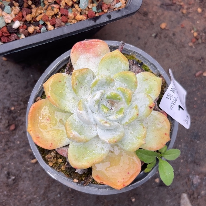 雪山苹果叶～一物一拍1281