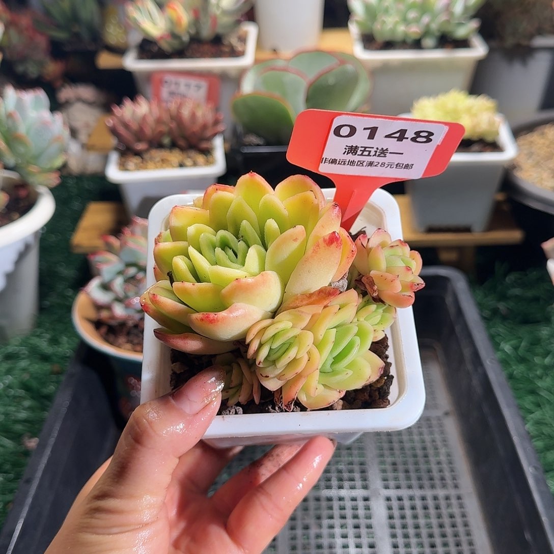 0148一物一拍（满28包邮）
