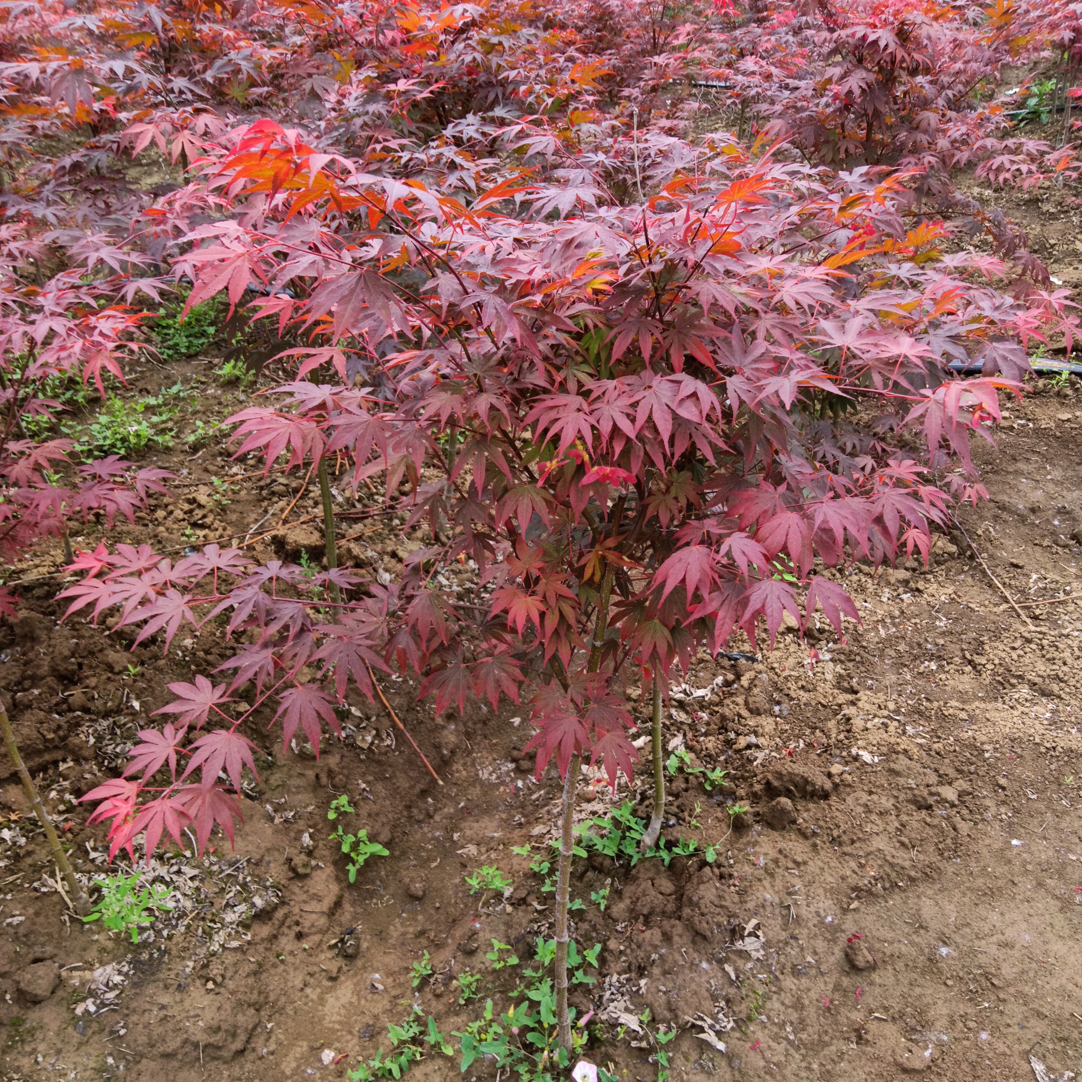三季红 红枫  绿植园艺  工程   庭院