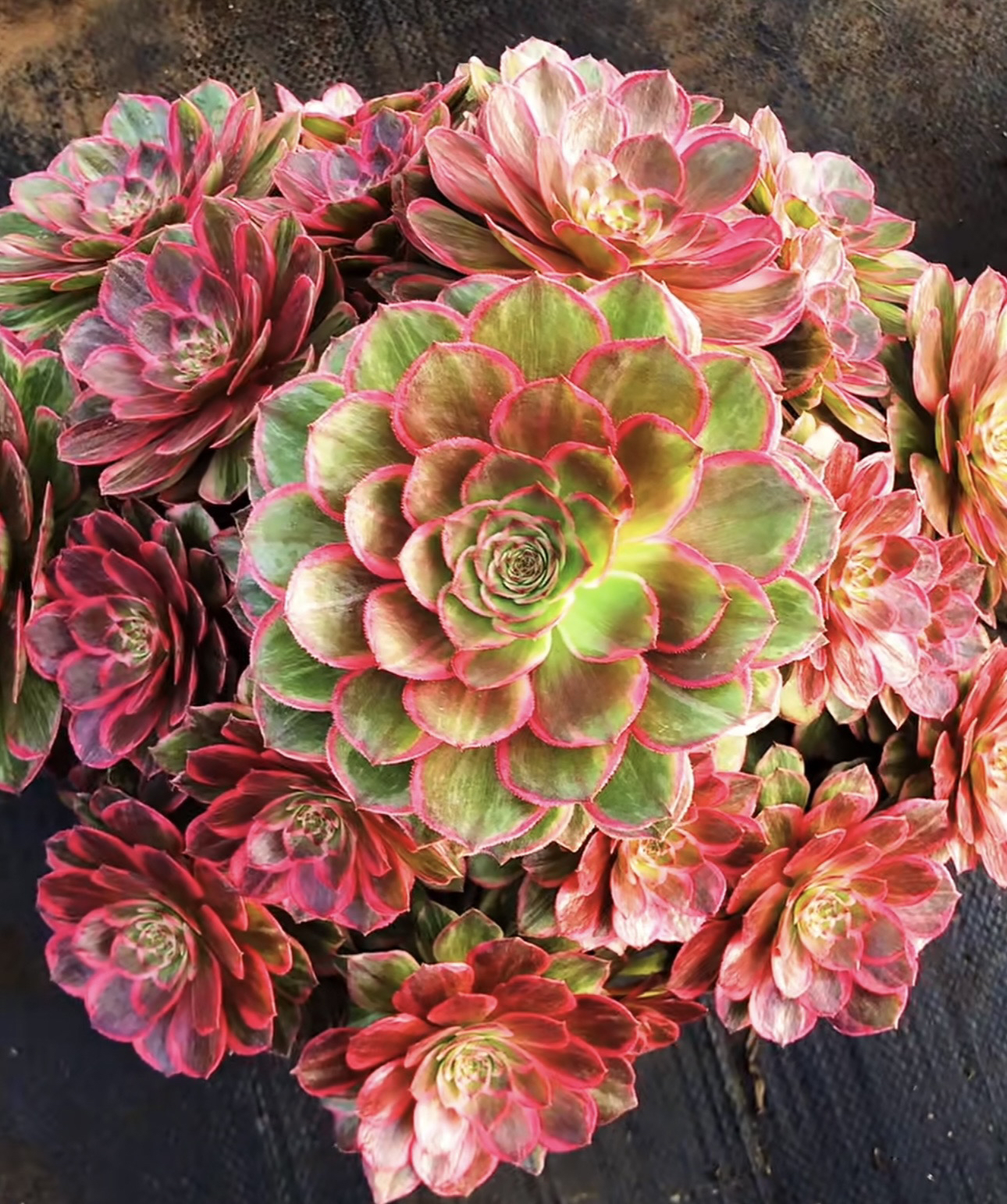 莲花座巨无霸捧花特价福利