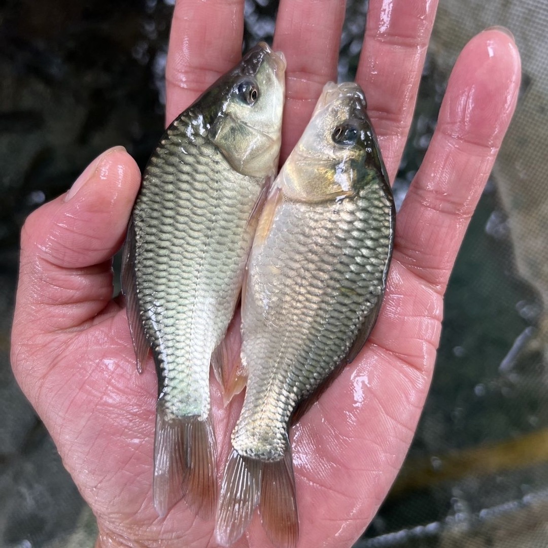 鲤鱼苗1-6厘米优质鲤鱼鱼苗中科五号鲫鱼鱼苗包活到家鱼塘鱼苗