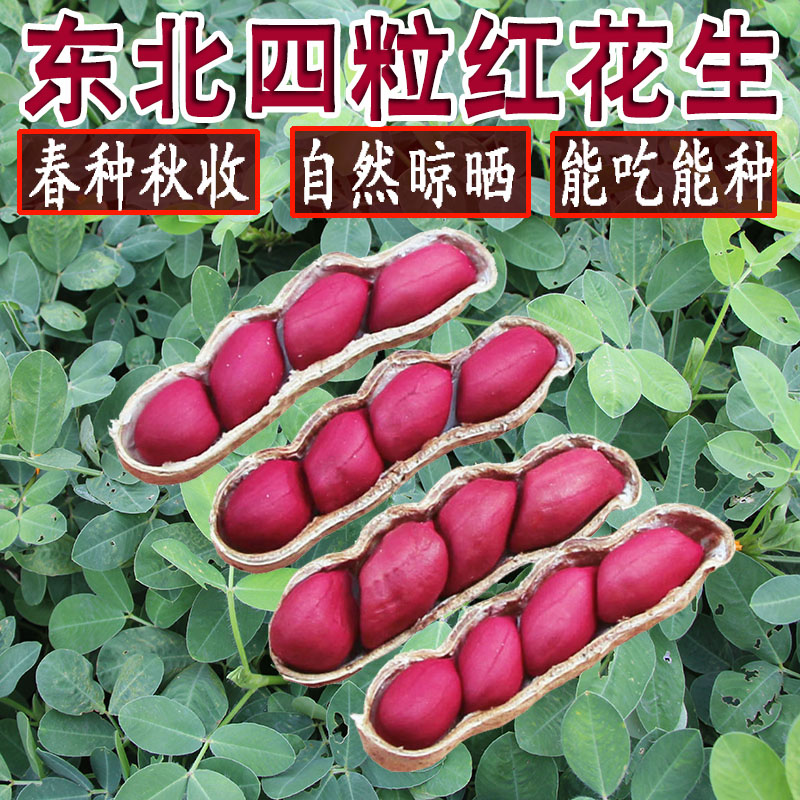 当季新花生东北四粒红花生种子晒干带壳生花生红皮花生红衣花生米
