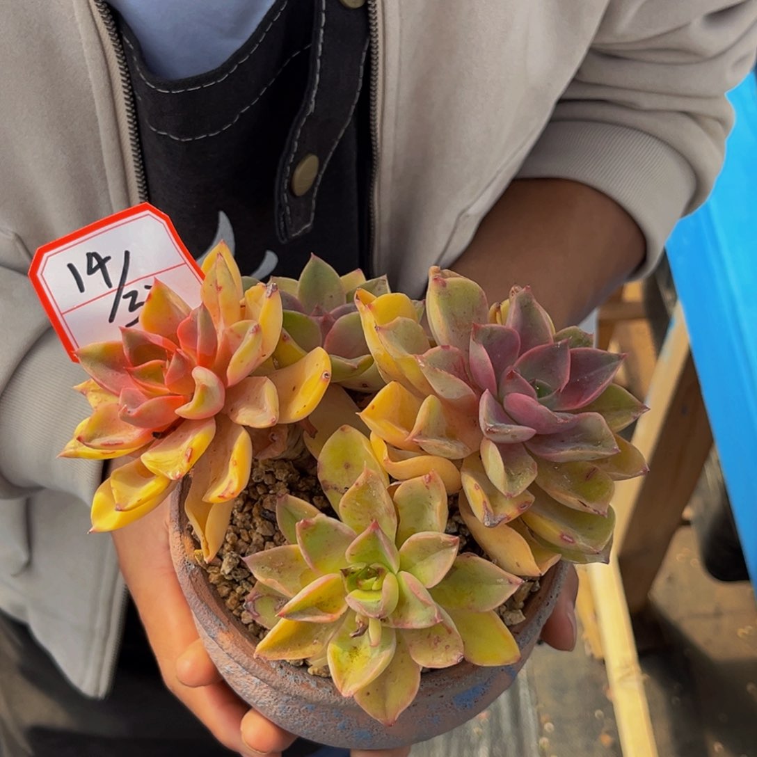 孤****）14-32号上午紫气东来多肉