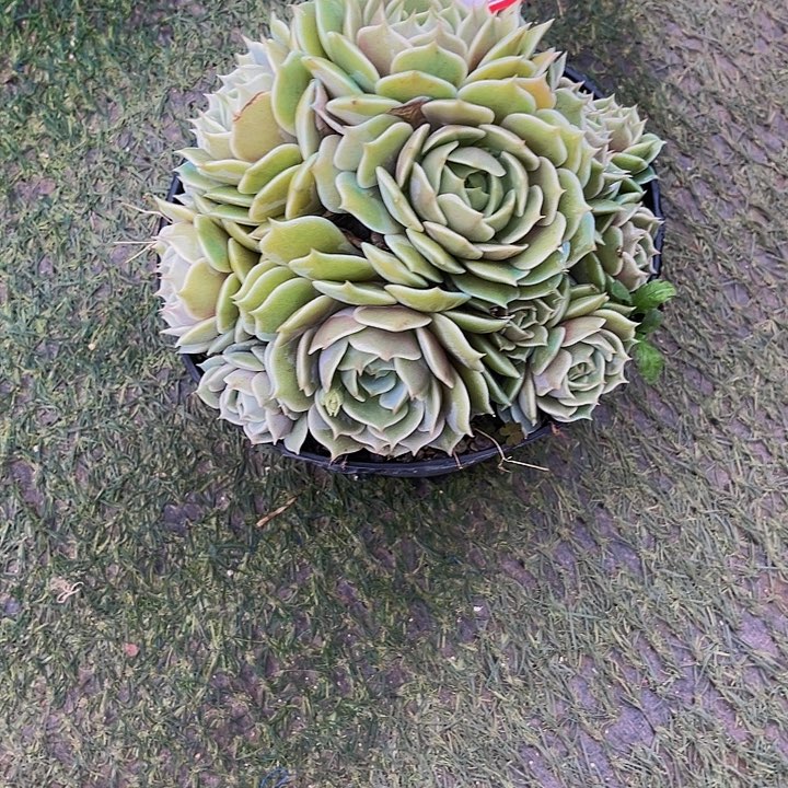 14-48下午露娜连多肉