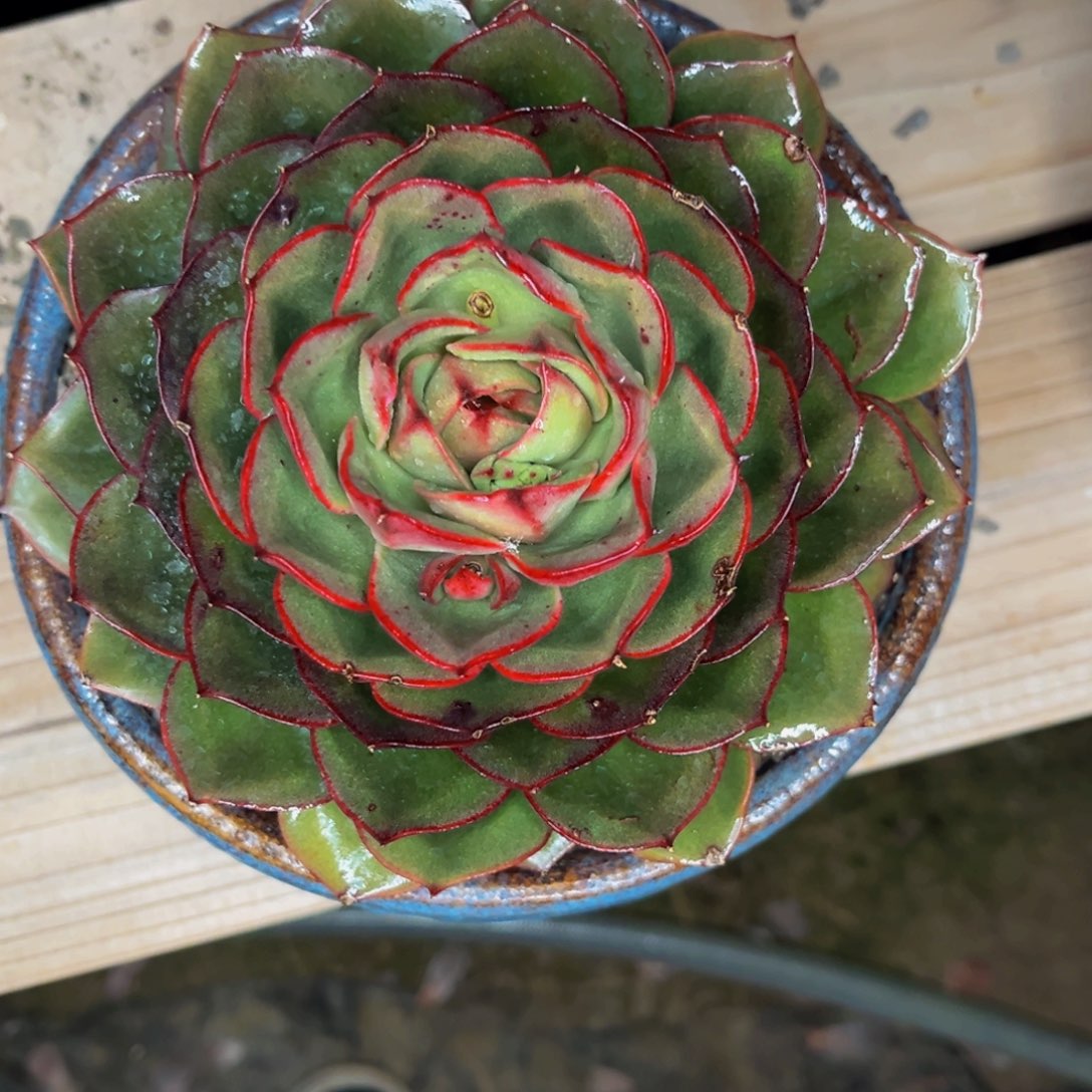 12-80号晚上多肉美人杂交系列