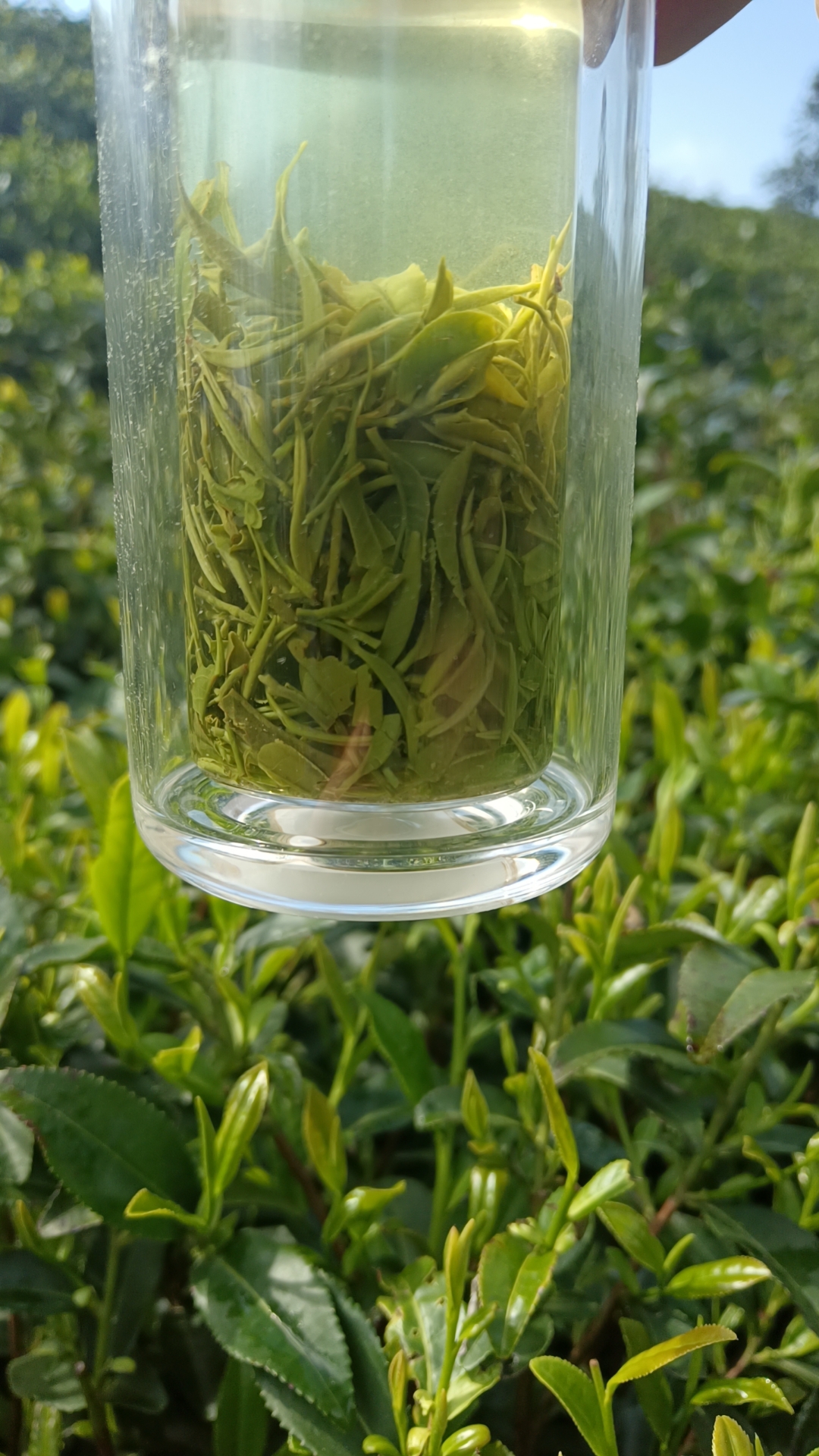 春昇韵信阳毛尖2025新茶 头采春茶 纯手工炒制大山芽叶 汤透香高 