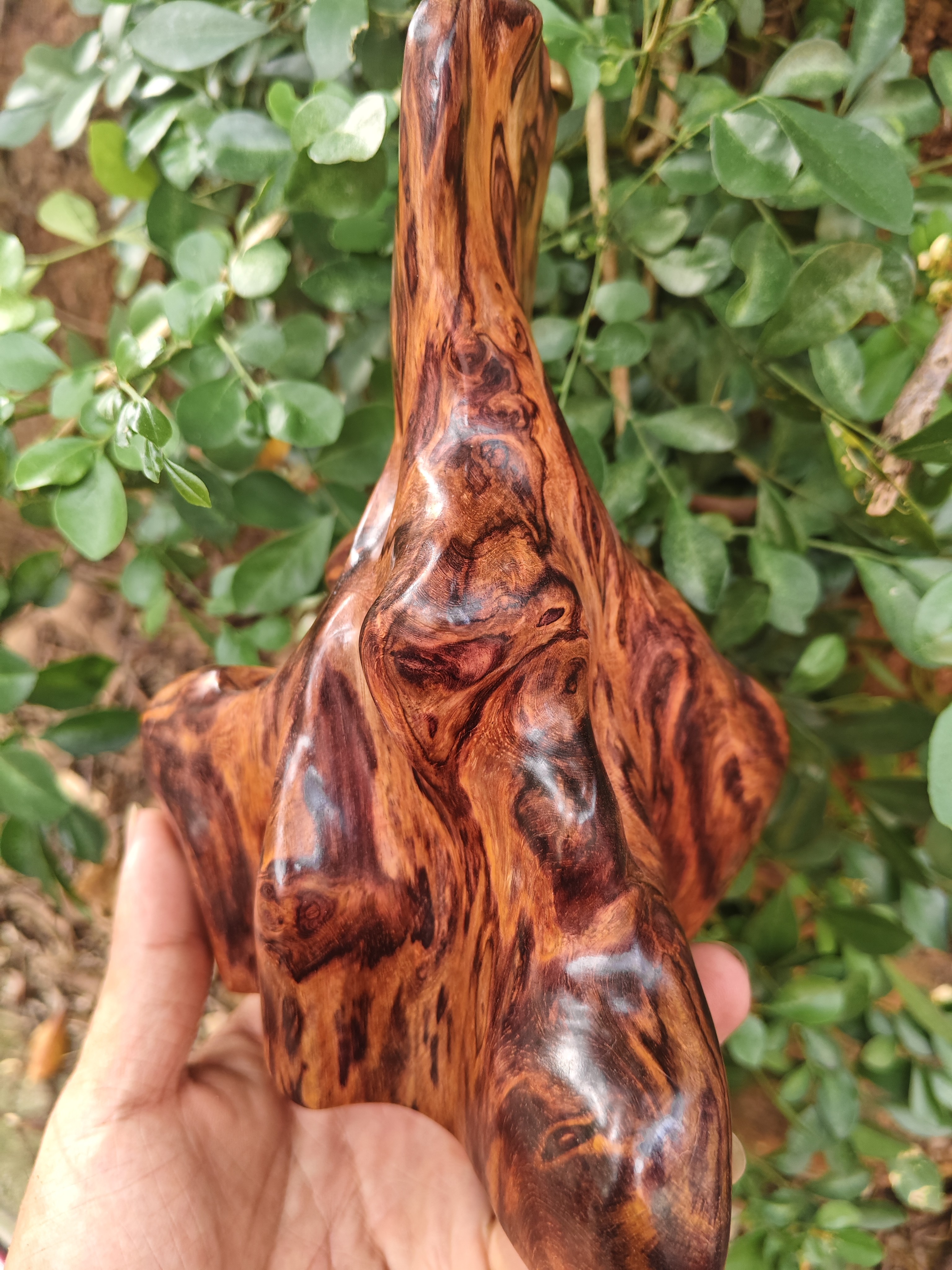 海南海黄梨倒流香