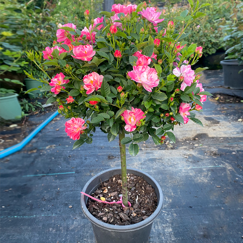 3升盆棒棒糖月季树桩月季花多季节开花卉植物庭院玫瑰盆栽嫁接