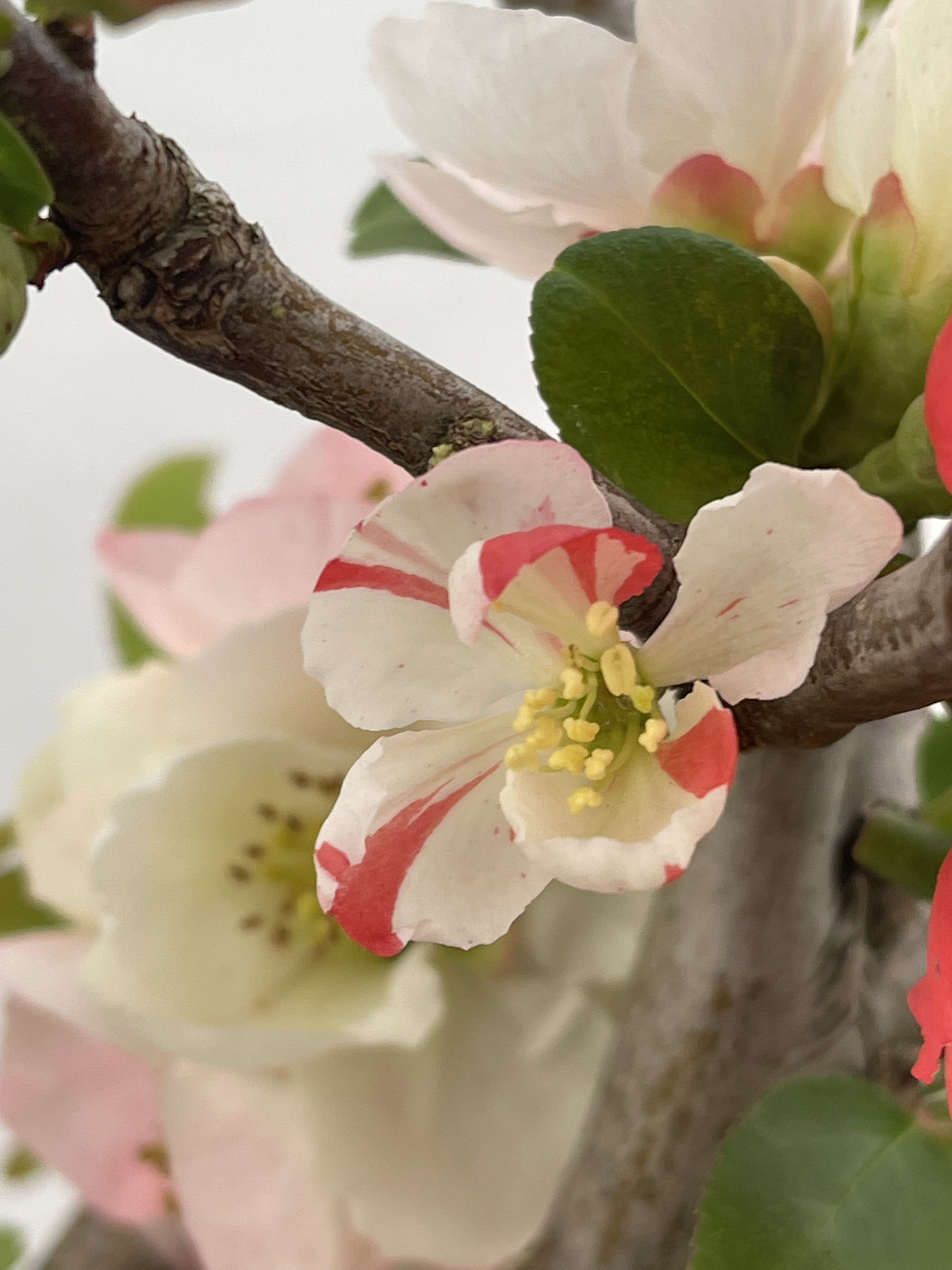 复色东阳锦，原生小苗，原生老桩。