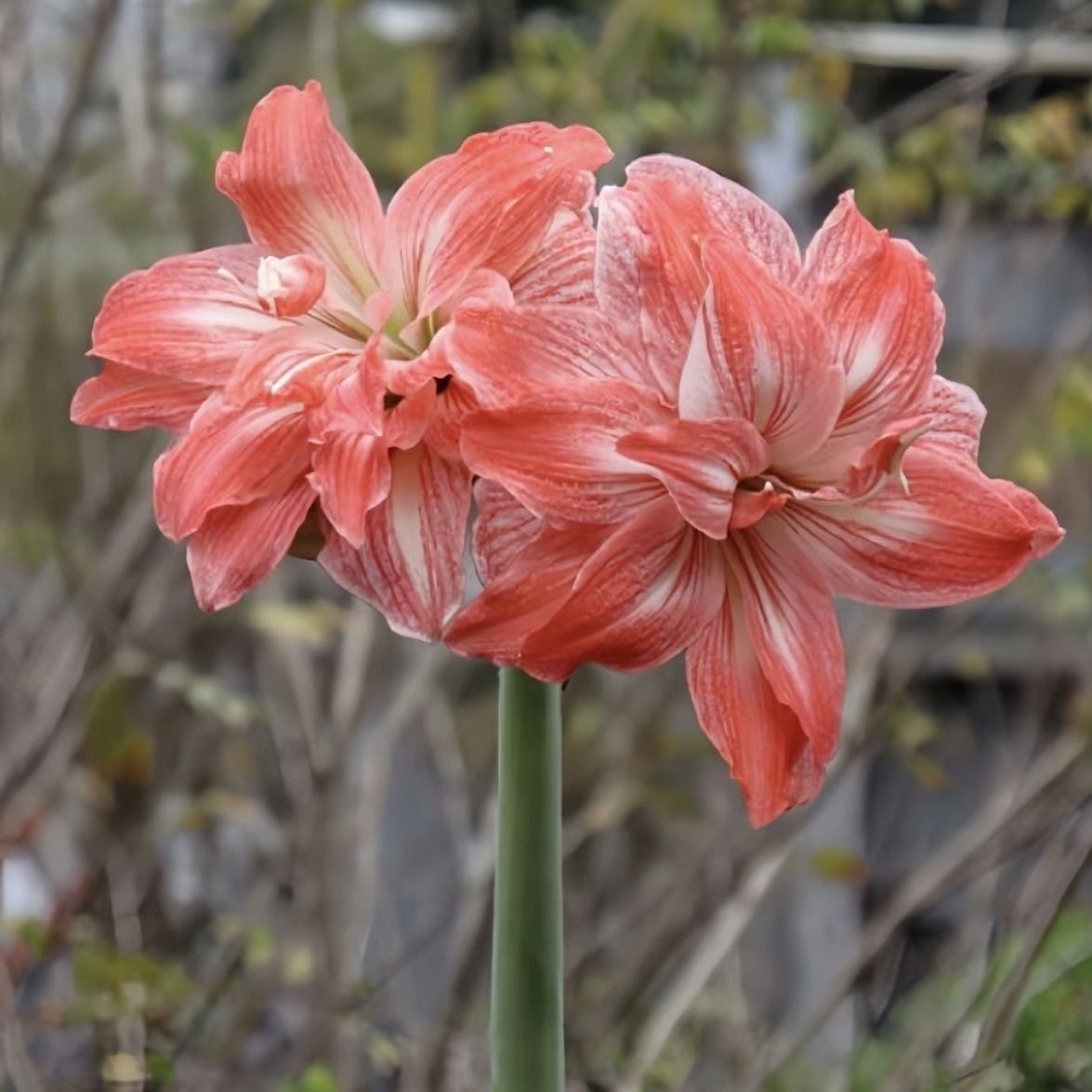 珍妮小姐重瓣大花朱顶红四季开花送肥料