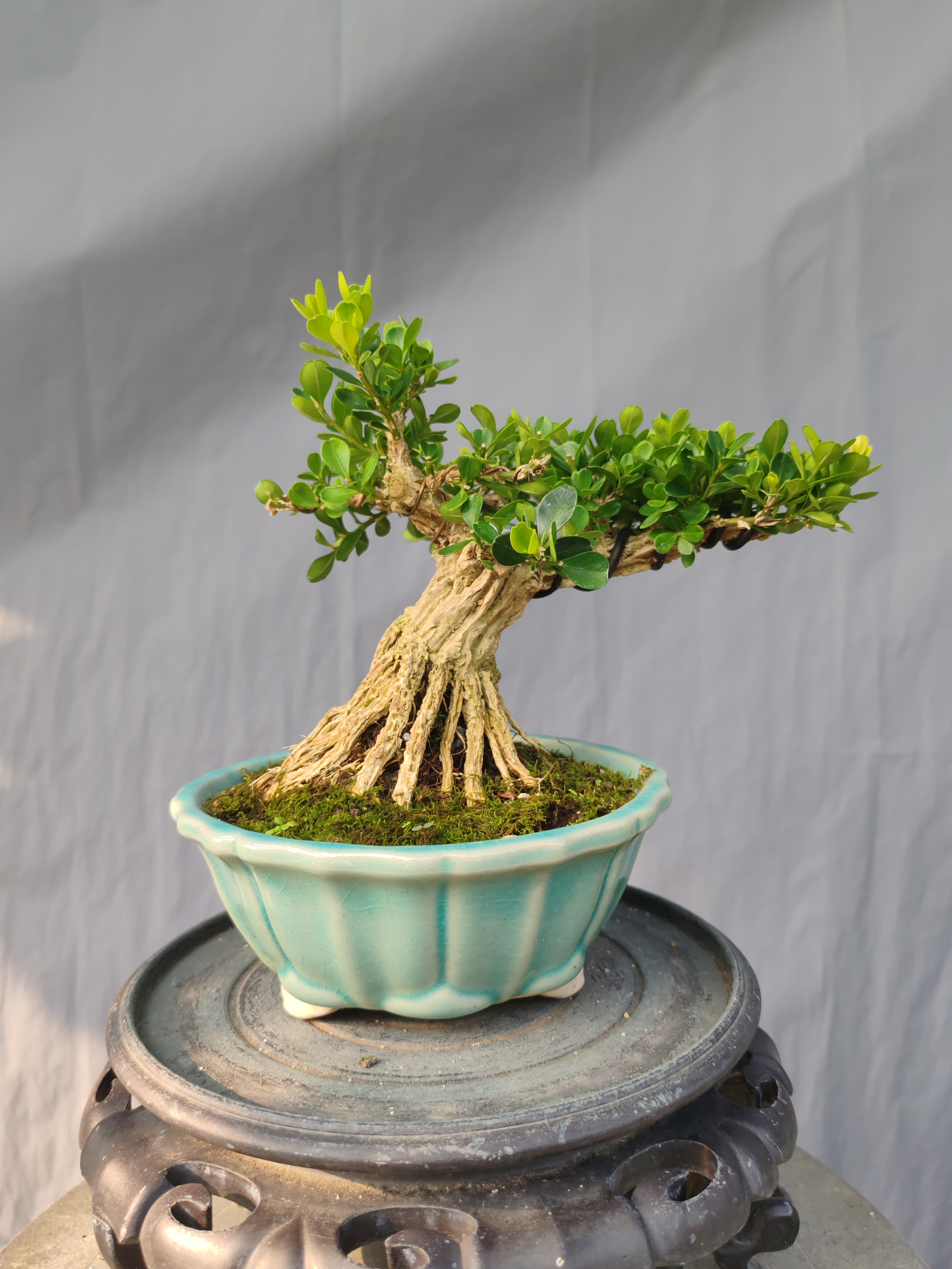 矮霸黄杨盆景 矮霸盆景 小品盆景