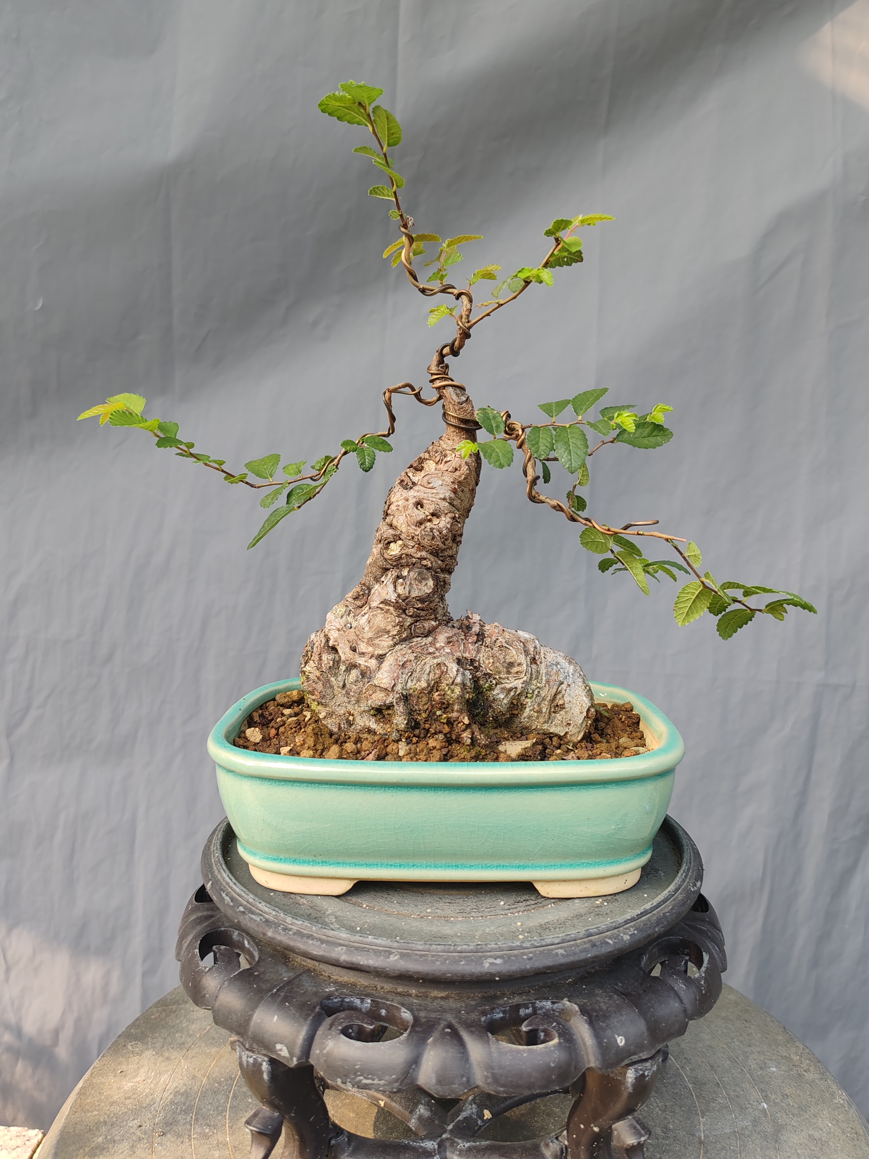 天然矮霸小叶榔榆盆景 矮霸盆景 红芽小叶榔榆