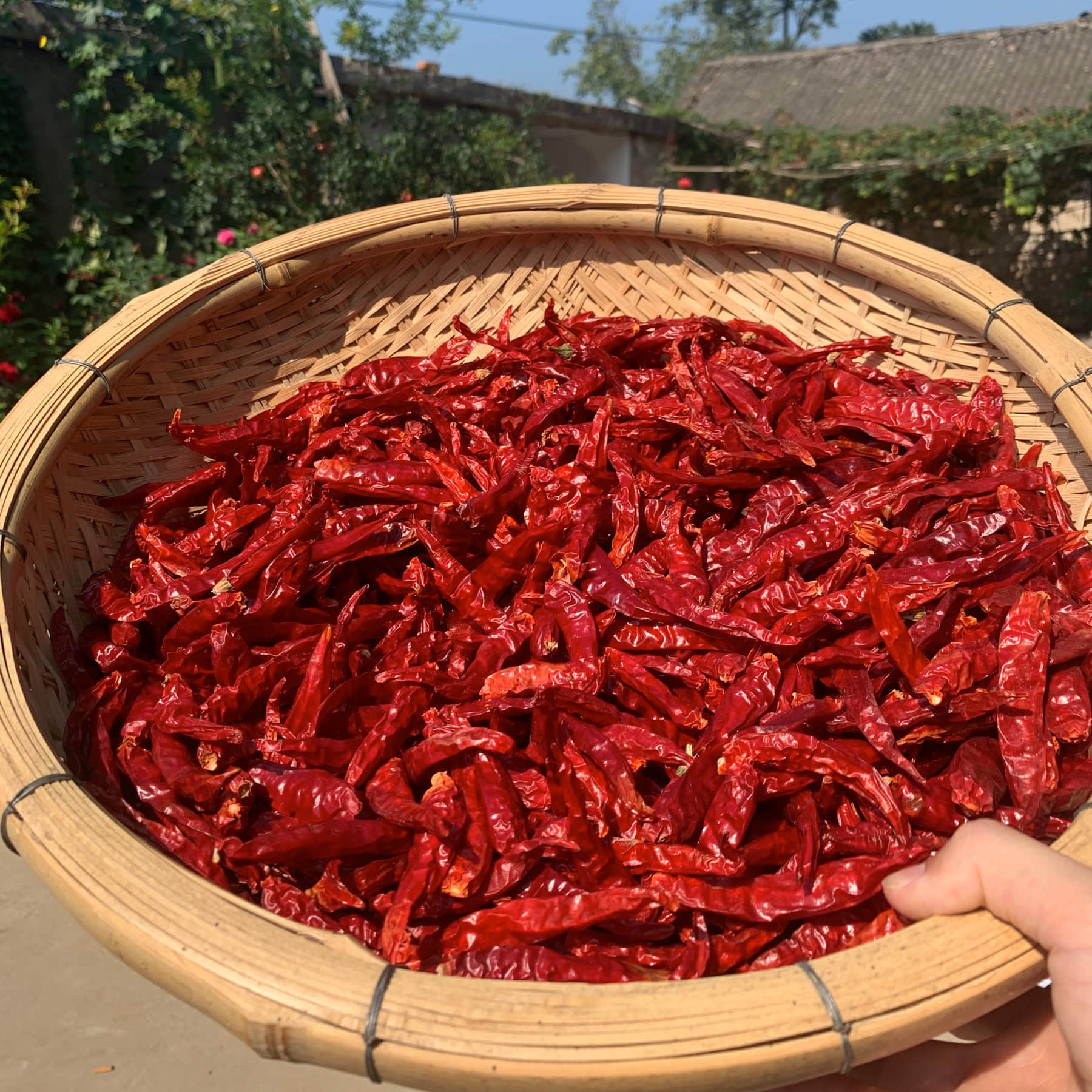 （新）农家干辣椒 香辣椒250g/500g