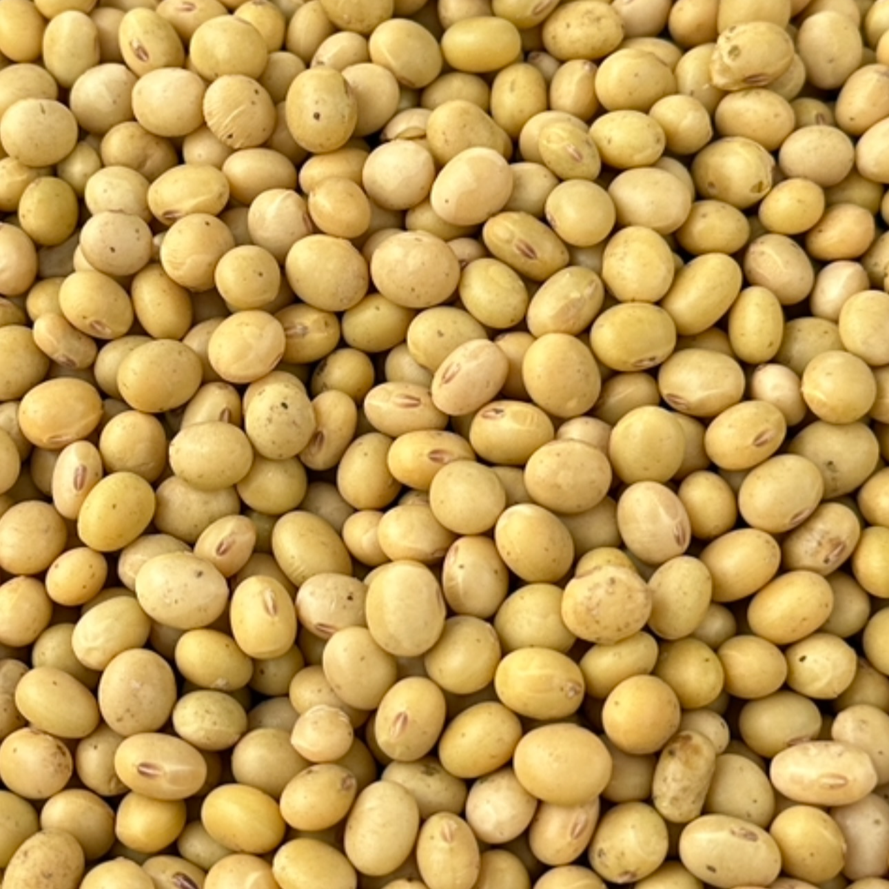 太行山农家老品种新黄豆   非转基因  孕妇婴幼儿放心食用 5斤装