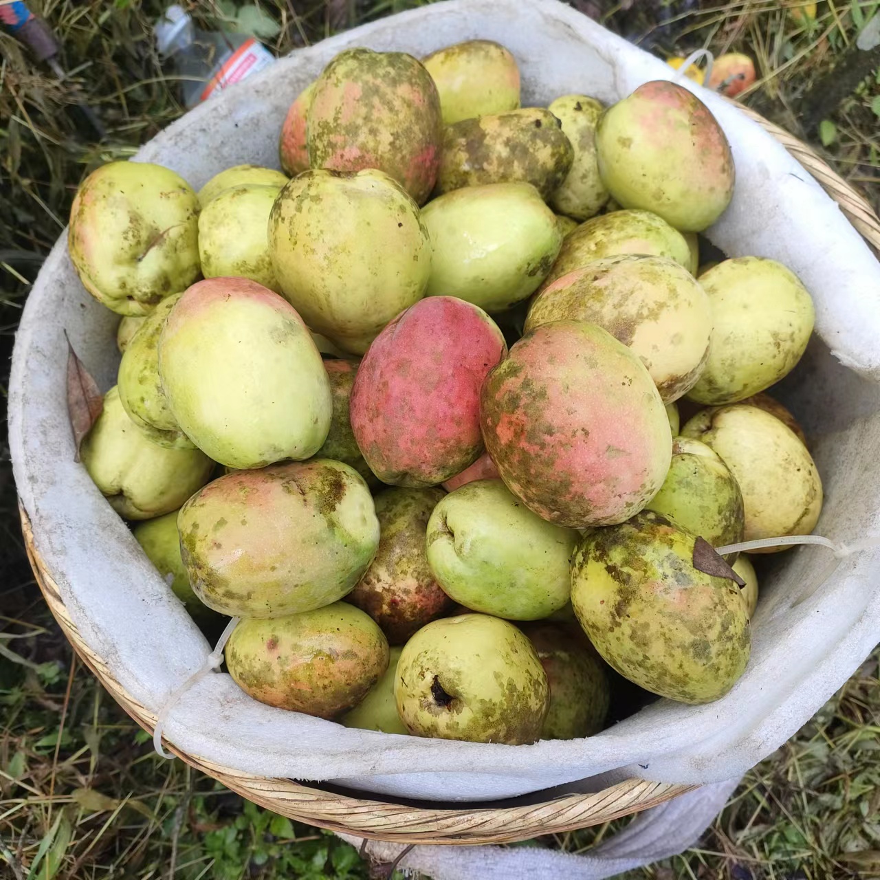 云南德宏特产新鲜酸木老品种红花木瓜凉拌生吃炖鸡炖鱼泡酒