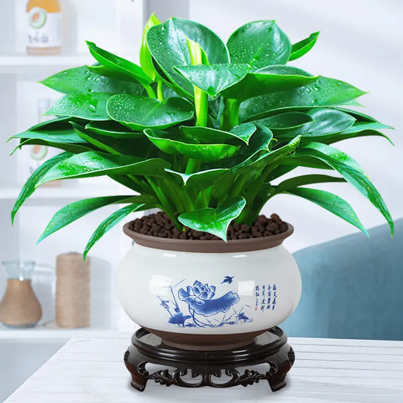 金钻绿公主万年青植物室内客厅办公室盆栽净化空气四季常青小盆景