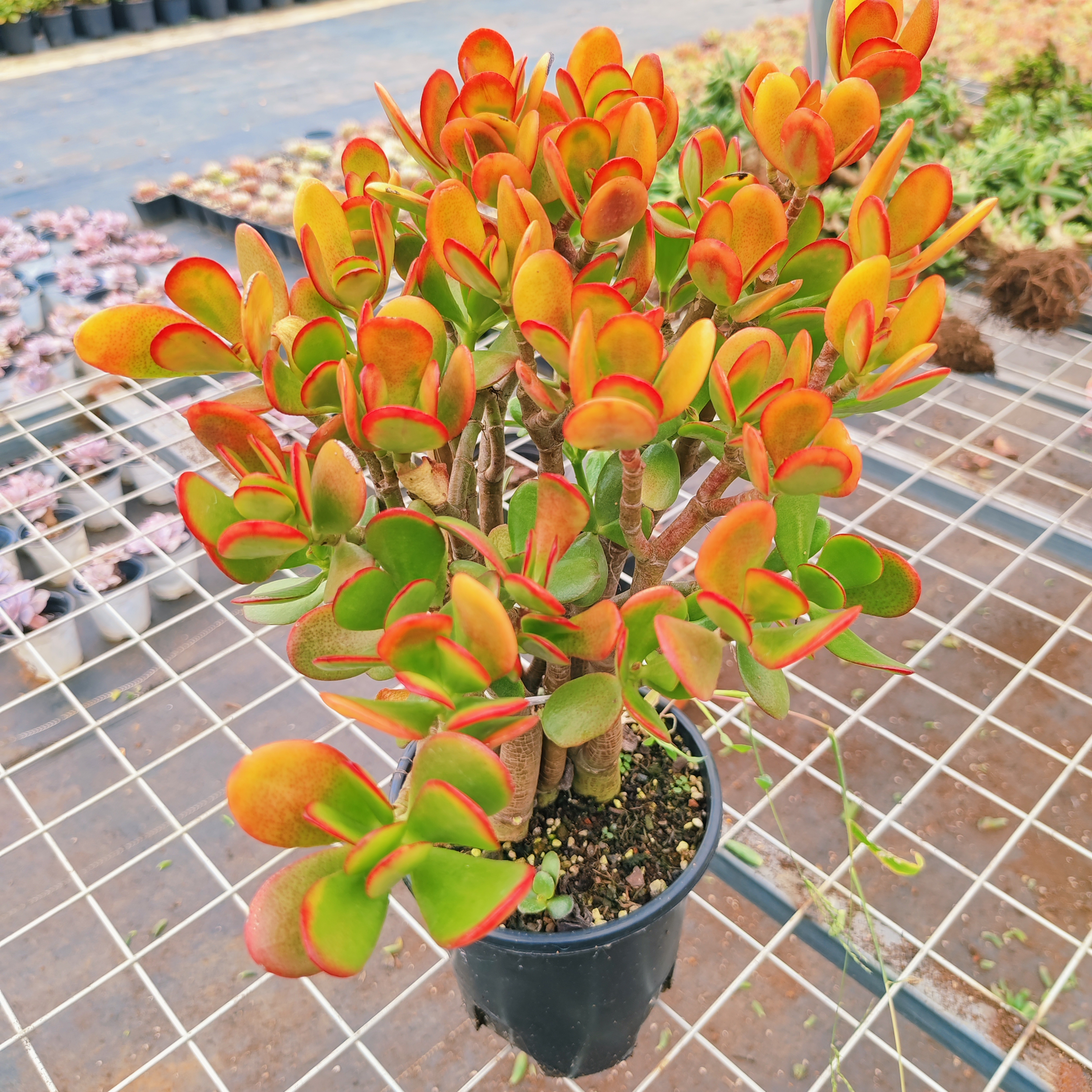 新花月锦【云贵精品多肉】15（高度）20（冠幅）净化空气