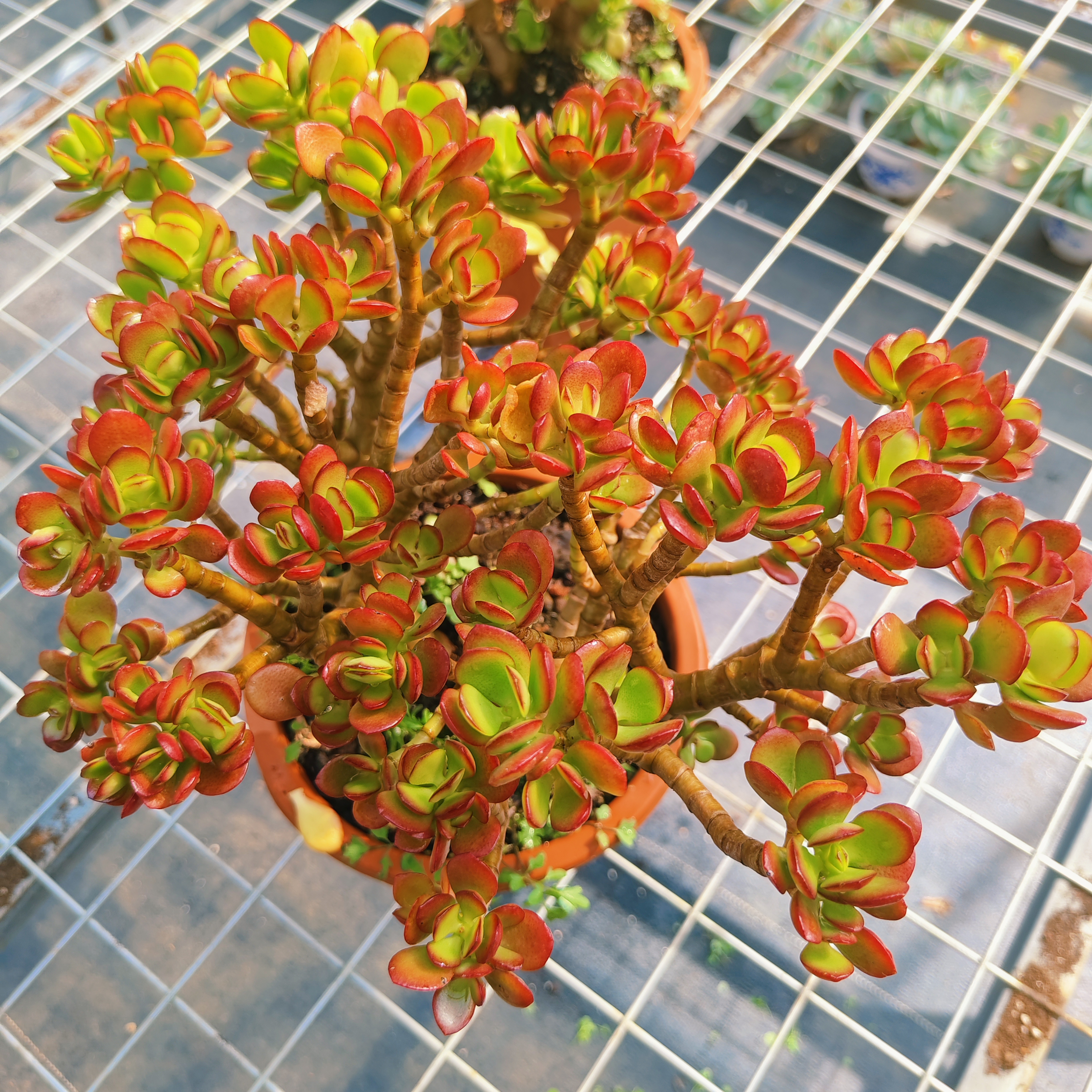 【带盆土补运费】【云贵精品多肉】大型树形多肉、寓意好名字好