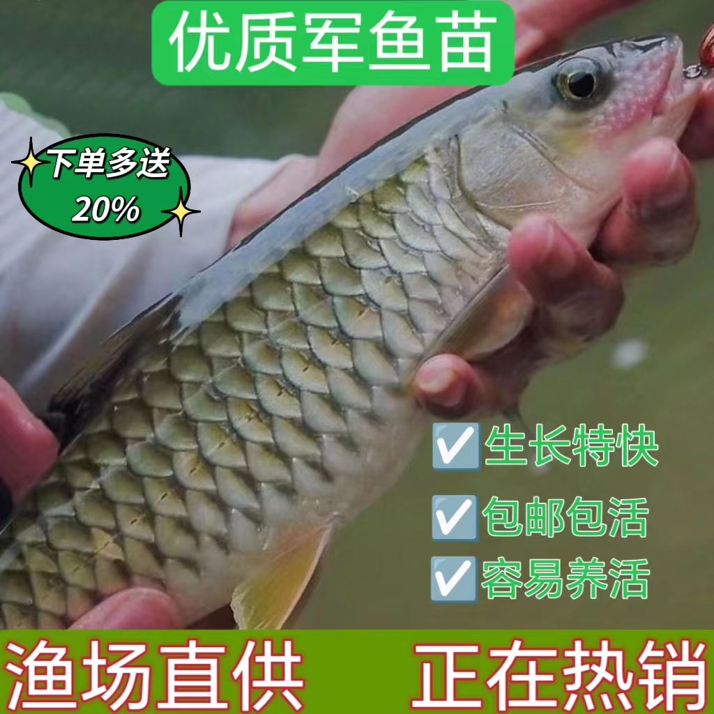 军鱼苗淡水 养殖 食用军鱼活鱼青竹鱼苗观赏鱼军鱼批 发 路亚鱼苗