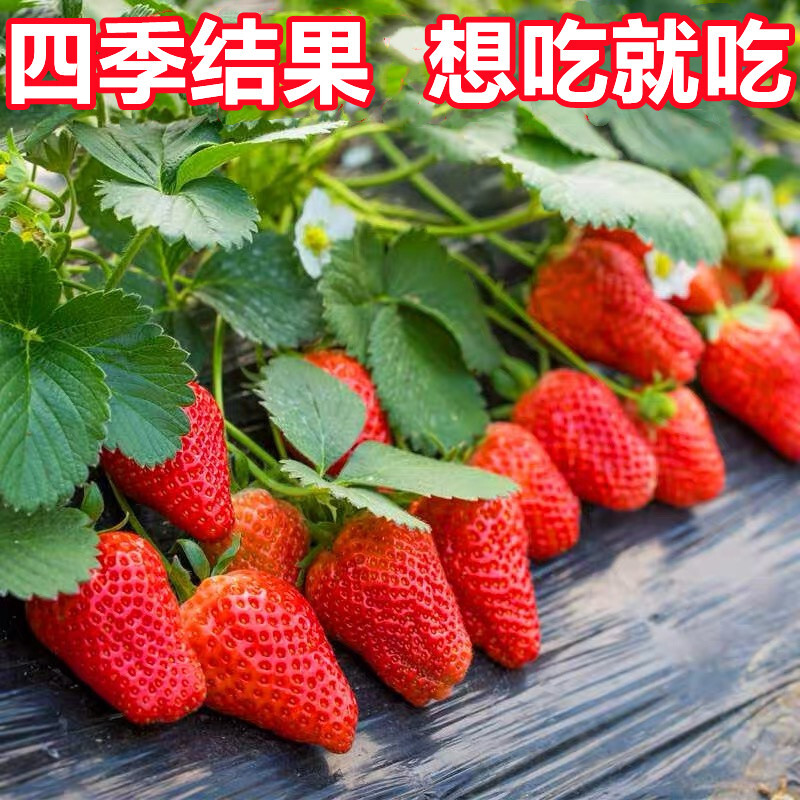 【新品穴盘苗】草莓苗奶油水果盆栽苗四季开花结果室内花卉