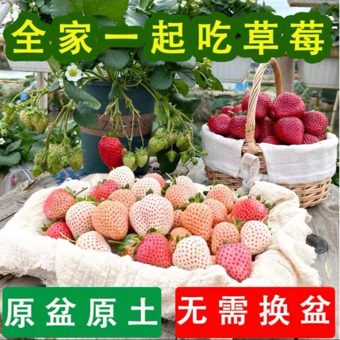 【原盆原土+10cm加仑盆】新手草莓苗真红美玲建德白露奶油草莓盆栽